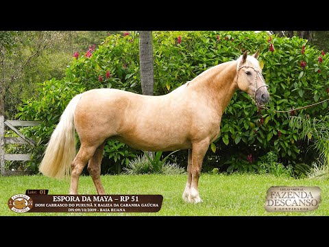 LOTE 01 ESPORA DA MAYA RP 51  Leilão Faz Descanso 19 de Nov 23 20h Lance Rural