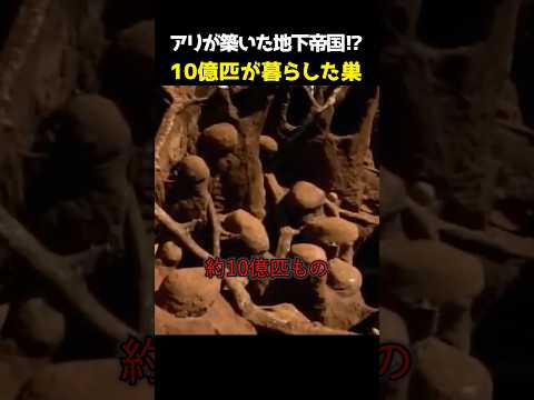 地下に広がる超巨大迷宮!? 10億匹が暮らしたアリの都市