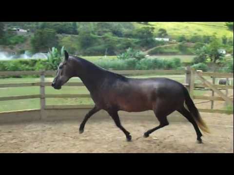 HARAS CAR- SIENA DO LUMIAR