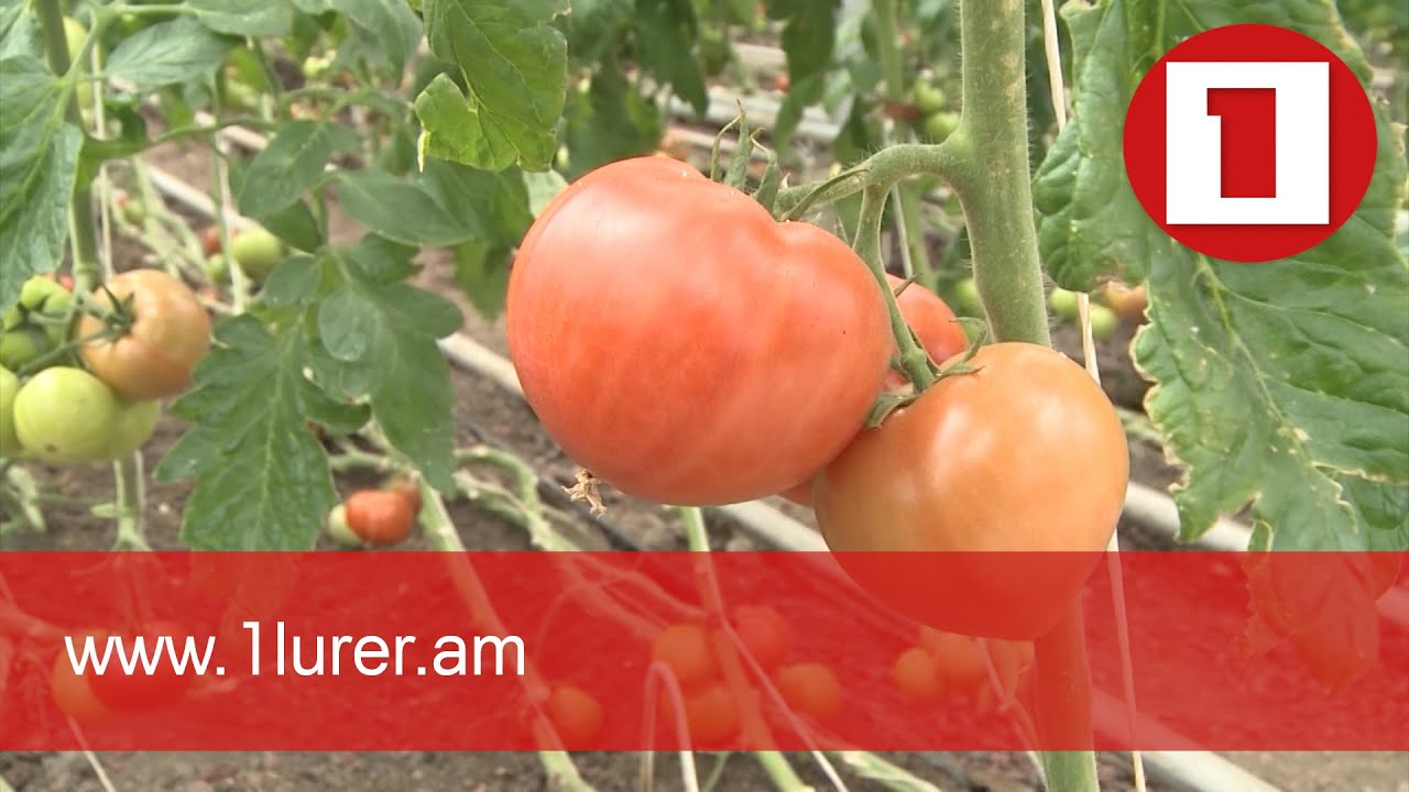 Գյուղոլորտում հնարավոր է տարեկան մինչև 20 տոկոս աճ ապահովել. գյուղատնտես