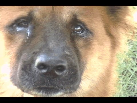 Hachiko the true story of a loyal dog - I can`t try to not cry!