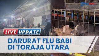 Darurat Flu Babi di Toraja Utara, Tim Satgas ASF Bakal Tindak Tegas Pemasok Babi dari Luar Toraja