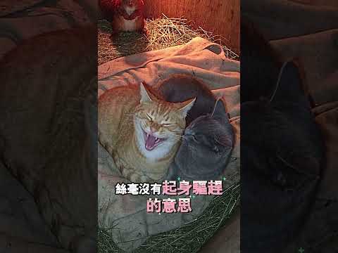 小松鼠誤闖貓咪家避雨求生