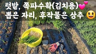 쪽파김치용 수확, 뽑은 자리 후작물은 상추 