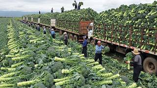 99+ Colheitas Gigantes – Como Agricultores Produzem Frutas e Vegetais em Escala Massiva