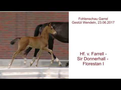 Hf v Farrell x Sir Donnerhall x Florestan I 2017