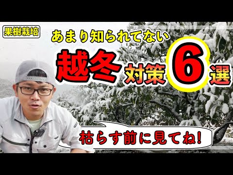 2023年の冬に向けて果樹を準備する方法