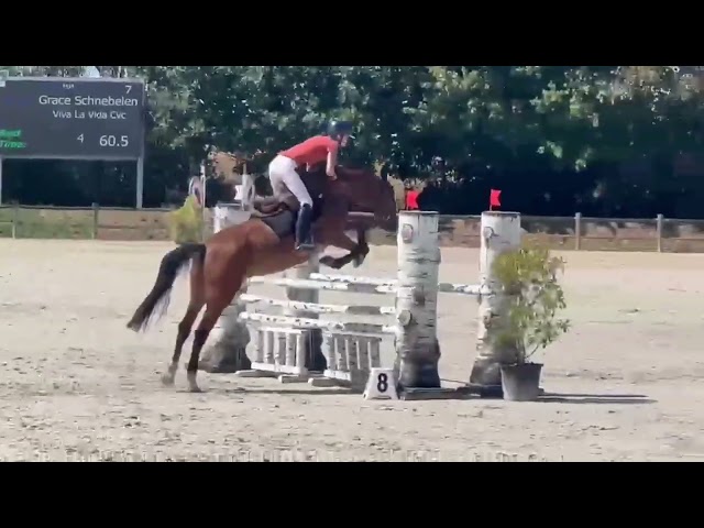 Jument tr&egrave;s concours 