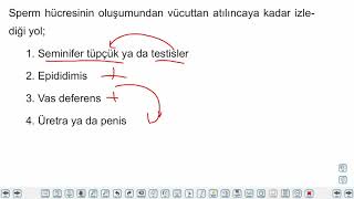 Eğitim Vadisi 11.Sınıf Biyoloji 18.Föy Erkek Üreme Sistemi Konu Anlatım Videoları
