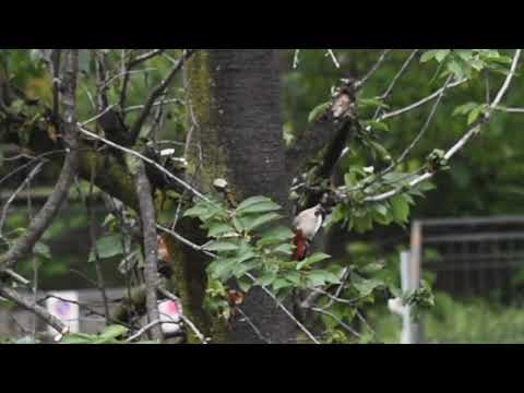 Picchio Rosso Maggiore in via Coazze - Torino