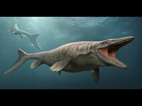 NASZA PLANETA - Zamieniły wodę na ląd. Niesamowite migracje zwierząt - Film dokumentalny - Lektor PL