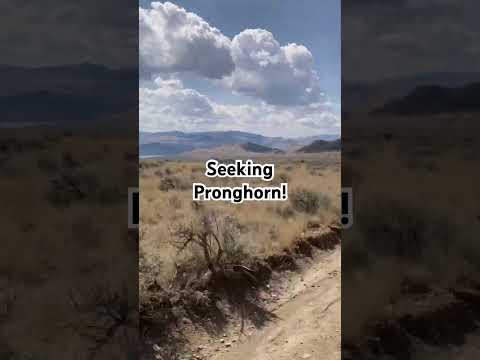 Seeking Pronghorn! #bowseason