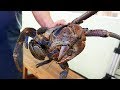 Japanese Street Food - GIANT COCONUT CRAB Seafood Okinawa Japan Japanese Street Food - GIANT COCONUT CRAB Seafood Okinawa Japan