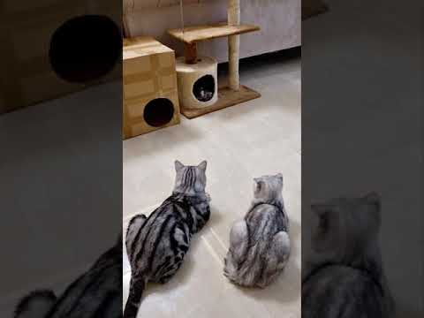 Happy family , Cat parents take care of their kittens | CAT WORLD | ASSI KITTEN