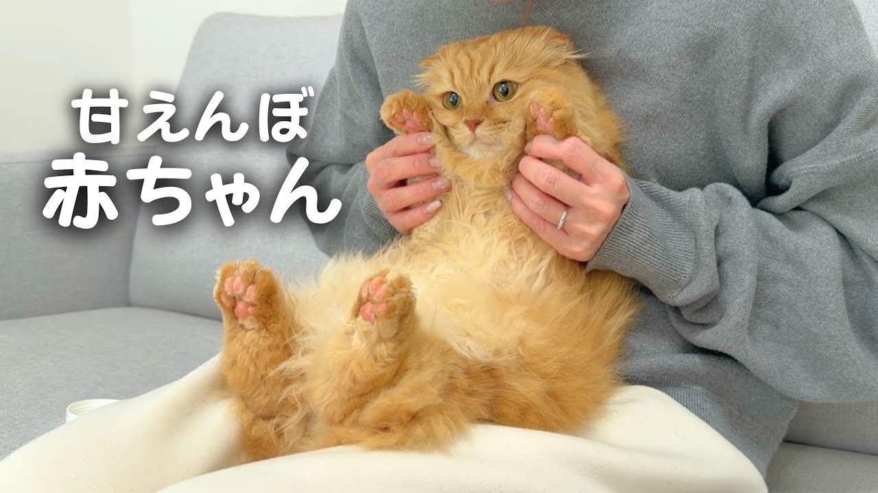 赤ちゃんみたいな猫のお手入れは想像以上でした…