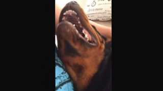 Saying goodbye to Elvis