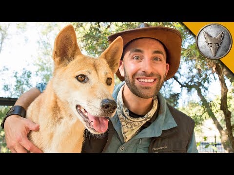 Dingo Meets a Coyote!