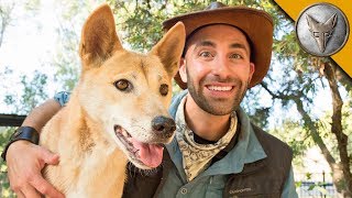 Dingo Meets a Coyote! by Brave Wilderness