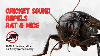Download lagu 🦗 Suara Jangkrik Pengusir Tikus Efektif | Cricket Sounds to Repel Rats Instantly! mp3