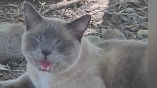 Cat lost in Yellowstone returns 800 miles to California