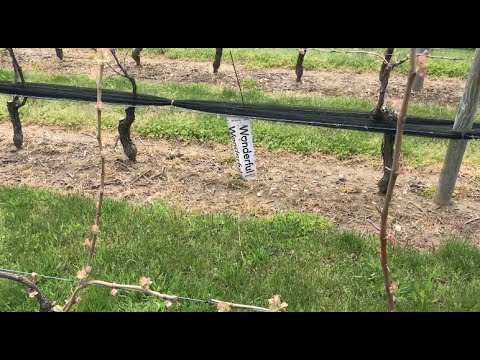 Sunday with Dilly #22 Let's chat about BG colors. ( And that's a twig I'm chewing on. )