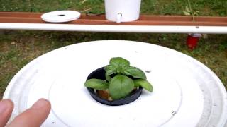 Memorial day garden update