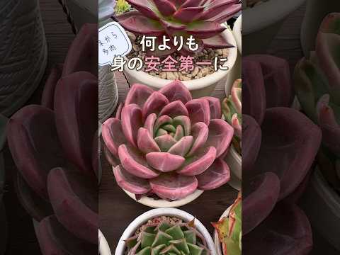屋内屋外植物を順応させる方法 ヤシの木の鉢をいつ取り出すか