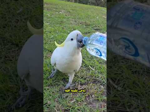 ليه ممنوع تشرب الطائر بالطريقة دي؟