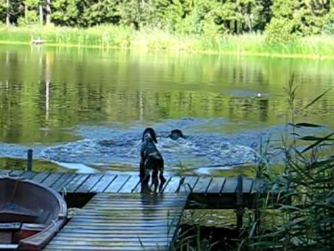 Kustmarkens Zingo Badar