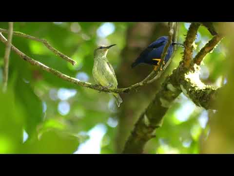 Red-legged Honeycreeper (Cyanerpes cyaneus cyaneus) female, French Guiana