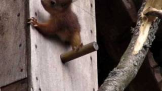 preview picture of video 'Crazy russian squirrels'