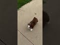 Mixed Breed dogs for sale: Coco - Video 1