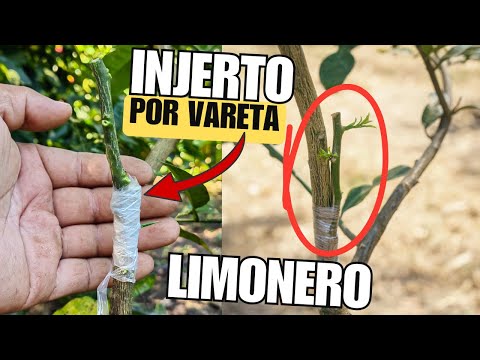 Lemon grafting using a rod: step by step: accelerates citrus production