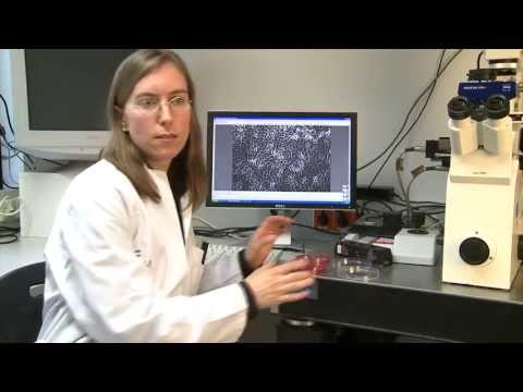 Variable bacteria – Staphylococci