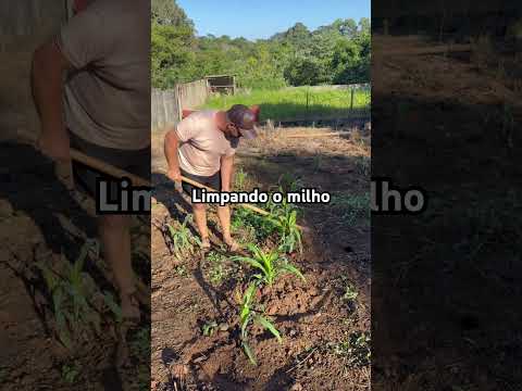Sítio Belo Horizonte Moema Minas Gerais #sitiobelohorizonte #milho #vidanaroça #youtube