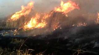 preview picture of video 'Whiterock Conservancy Prairie Management Burn.mp4'