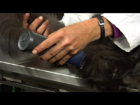 Removing Hair Around the Base of a Cat's Tail - YouTube