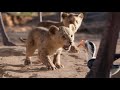 Lion King 2019 I Just Can T Wait To Be King Hebrew