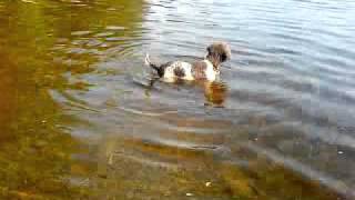 preview picture of video 'Lagotto Romagnolo Italian waterdog'