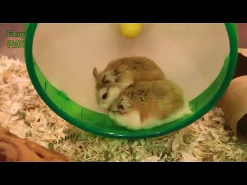 Funny hamsters in wheel videos - Funny animals compilation 2016