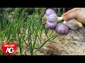 6 TIPS FOR GROWING GARLIC TO GET GARLIC THE SIZE OF AN APPLE