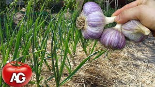 6 TIPS FOR GROWING GARLIC TO GET GARLIC THE SIZE OF AN APPLE