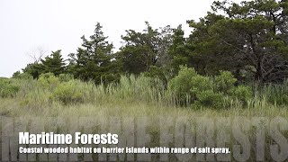 The Most Threatened Ecosystems in New Jersey: Maritime Forests