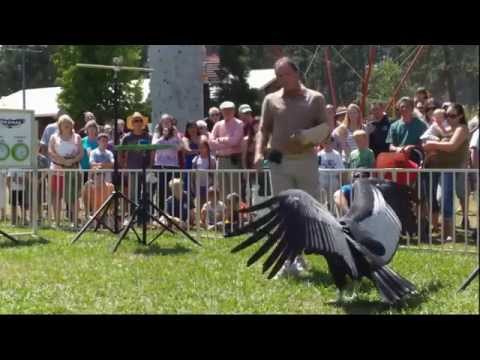 The Condor Encounter - Educational Condor Demonstration