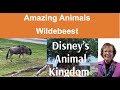 Amazing Animals Of Disney S Animal Kingdom Wildebeest