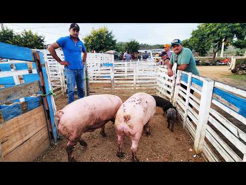 FEIRA DE SUÍNOS EM CUPIRA-PE  04-03-2026 #nordeste