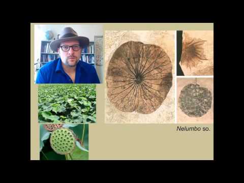 The Fossil Plants of the Green River Formation of Utah, Wyoming and Colorado.