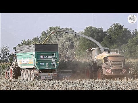 Claas Jaguar 980 Type 498 Special Edition & Bossini RA 400 - Gavazzoni S.R.L. - Corn silage 2019