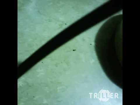 MLK bossclick records