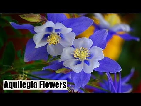 , title : 'How to grow Aquilegia plant | Columbine flowers | Care and tips of Aquilegia